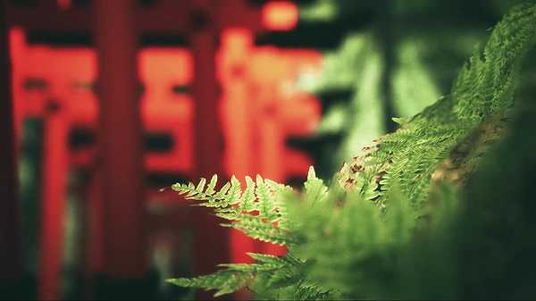 伏见稻荷大社截图4